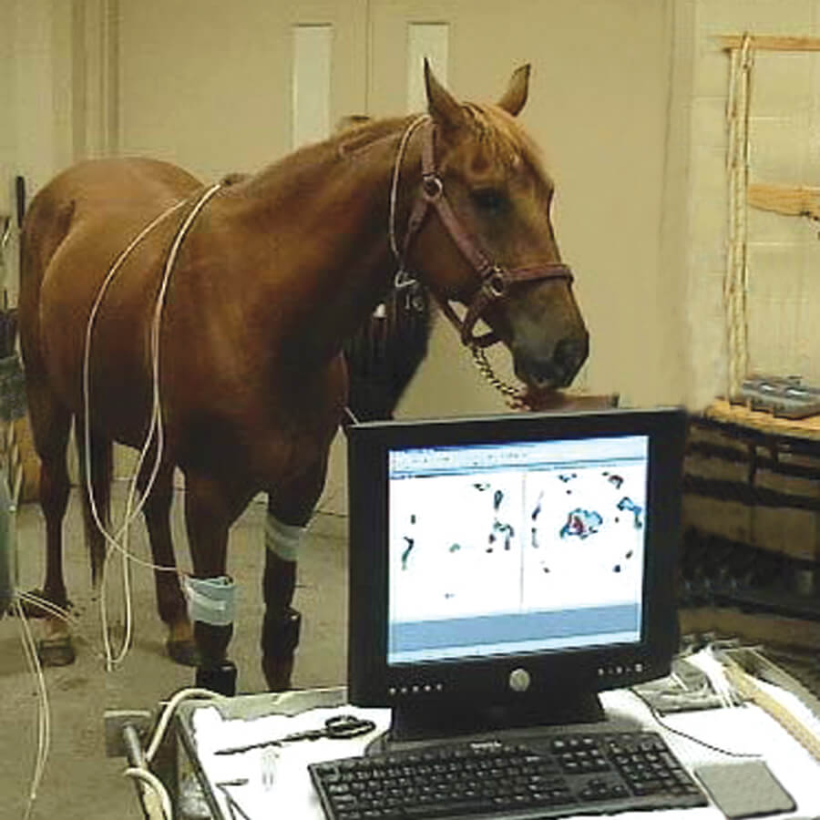horse and laptop