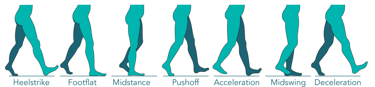 Gait Cycle - an overview