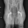 Post Surgical Analysis of Canine Hip Replacement